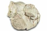 Fossil Oreodont (Leptauchenia) Partial Skull - South Dakota #284207-7